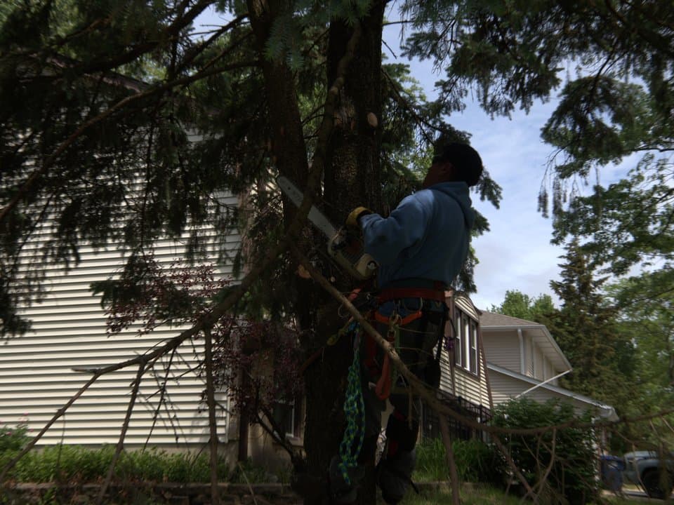 Naperville oak takedown