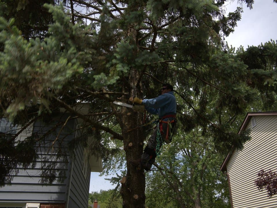 Aurora storm cleanup