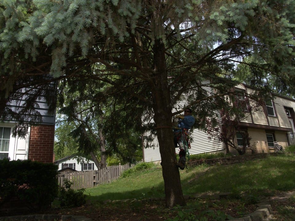 Tree Services